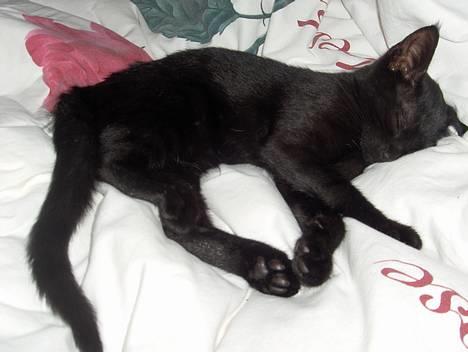 Huskat Lajla - Ljla der får sig en lur billede 8