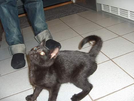 Huskat Lajla - Uhhhhh. Hvad er det du har der? Hva Asger? billede 9