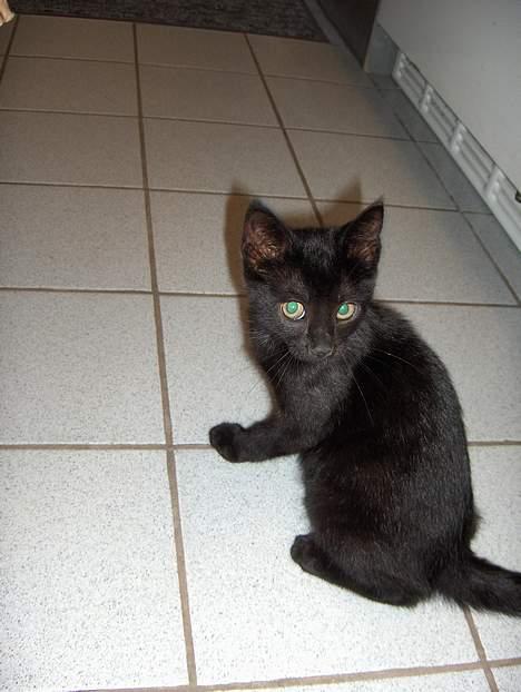 Huskat Lajla - Her er jeg så. Jeg syn es selv jeg er den smukkeste kat på jorden. Synes du ik´? billede 10