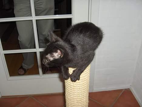 Huskat Lajla - WOW! Her kan jeg se ud over hele famillien Rasmussens hus! billede 11