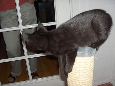 Huskat Lajla billede 12