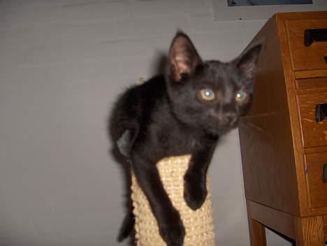 Huskat Lajla - Her sidder jeg da godt. Ikke også! billede 13