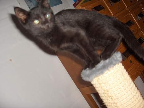 Huskat Lajla - Elsker mit kræsse træ. Og det er endnu sjovere at stå op på det billede 14