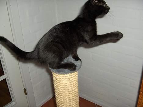 Huskat Lajla - Noget af det bedste jeg ved er bare at stå på mit kræsse brat imens jeg skal fange min mus! billede 15