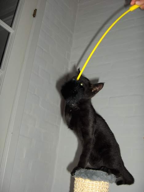 Huskat Lajla - NU HAR JEG DIG!!!!!!!!!!!! billede 16