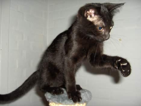 Huskat Lajla - Pas på JEG RIVER!!!!!!! billede 17