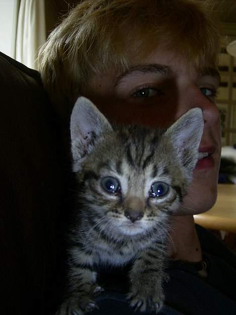 Blanding af racer lille john billede 1