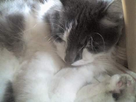 Huskat Gustav - Gris - - tager lige en slapper.. (taget med Mobiloz, derfor lidt utydligt..) billede 13