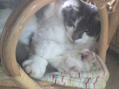 Huskat Gustav - Gris - - :o) (taget med Mobiloz) billede 14