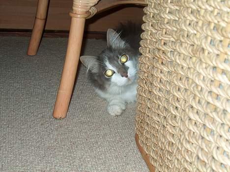 Huskat Gustav - Gris - - gemmeleg?? billede 15