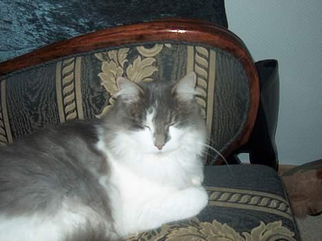 Huskat Gustav - Gris - billede 17