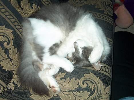 Huskat Gustav - Gris - billede 20
