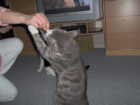 Huskat Tykmis - Nøj, mor har godbidder til mig. billede 3