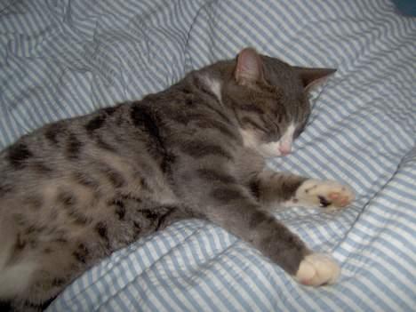 Huskat Tykmis - Her sover jeg på "far´s" dyne. billede 5