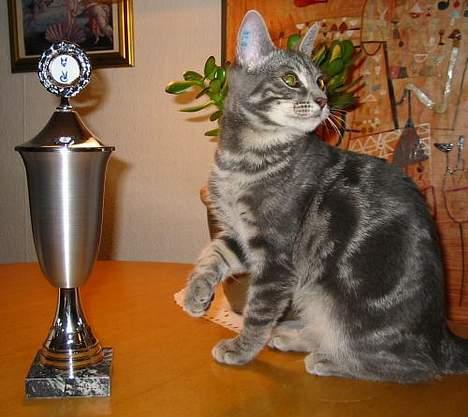 Huskat Akeleje - Akeleje blev BIS i Bogense :-) billede 11