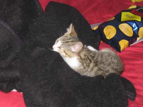 Blanding af racer Paprika billede 7