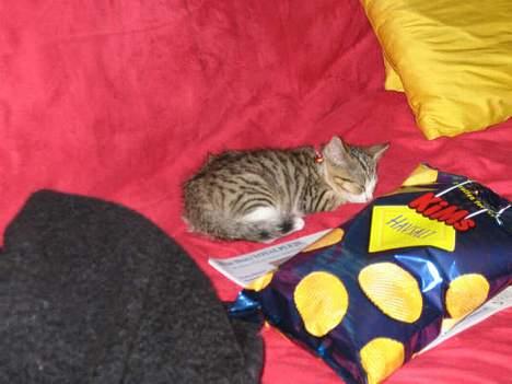 Blanding af racer Paprika billede 8