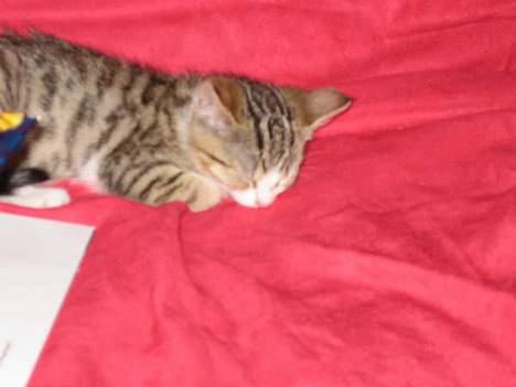 Blanding af racer Paprika billede 9