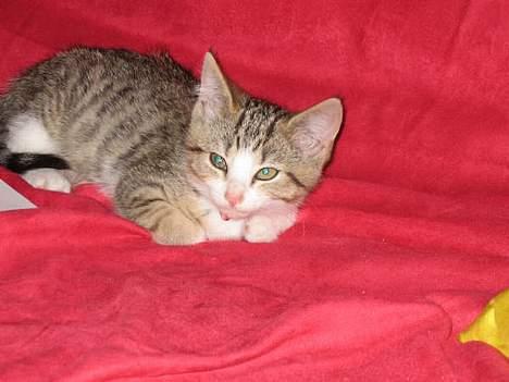 Blanding af racer Paprika billede 10