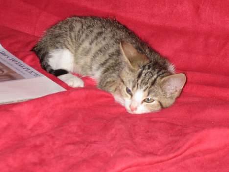 Blanding af racer Paprika billede 11