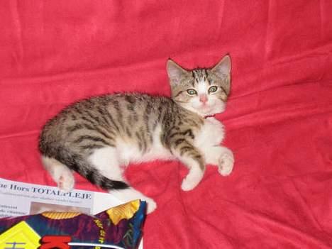 Blanding af racer Paprika billede 12