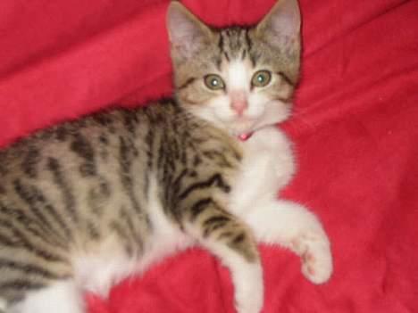 Blanding af racer Paprika billede 13