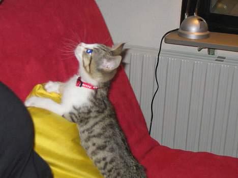 Blanding af racer Paprika billede 14