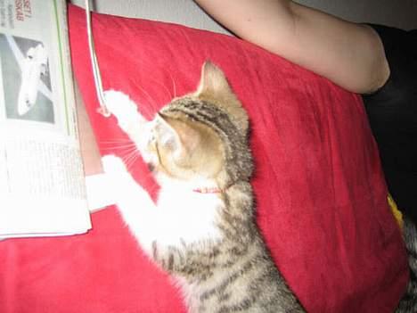 Blanding af racer Paprika billede 15