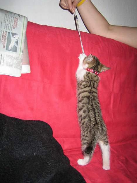 Blanding af racer Paprika billede 16