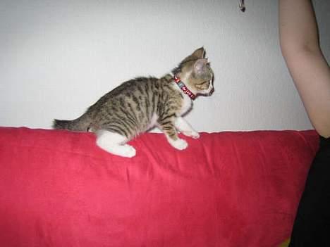 Blanding af racer Paprika billede 18