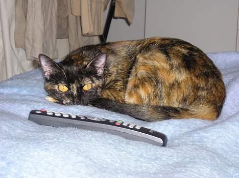 Blanding af racer Gismo billede 1