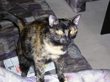 Blanding af racer Gismo - Så er jeg klar! Skal vi lege? billede 2