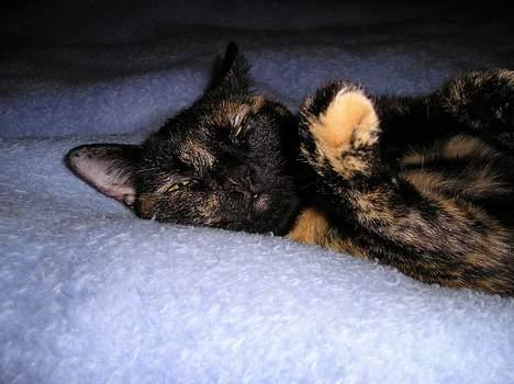 Blanding af racer Gismo - En lille lur kan vel ikke skade.. billede 3