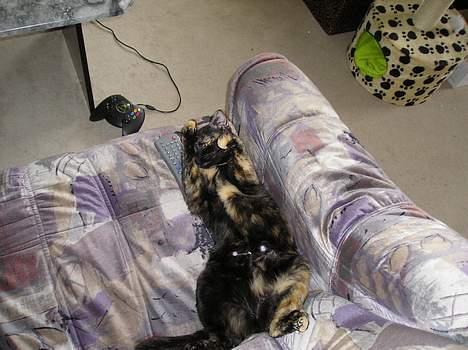 Blanding af racer Gismo - Endnu en af mine yndlings-liggepladser billede 4