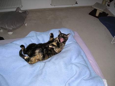 Blanding af racer Gismo - Yeah, baby, yeah..!! billede 5