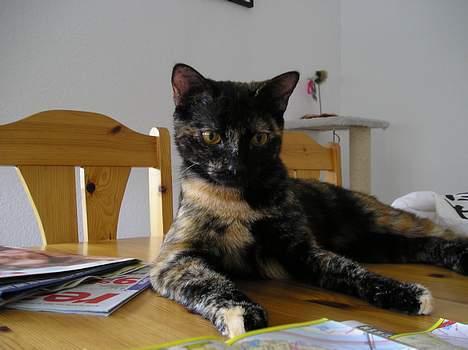 Blanding af racer Gismo - Det må jeg altså gerne- bordet er mit! billede 7