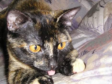 Blanding af racer Gismo - Skal vi lege??! billede 8