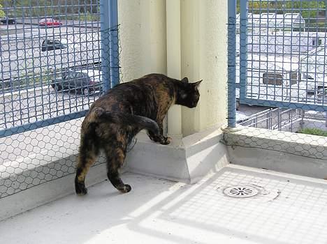 Blanding af racer Gismo - Uha- en lille fugl- spændende billede 9