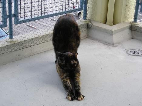 Blanding af racer Gismo - Først det ene ben- så det andet- så hele kroppen! billede 10