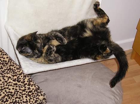 Blanding af racer Gismo - MIN SENG! billede 11