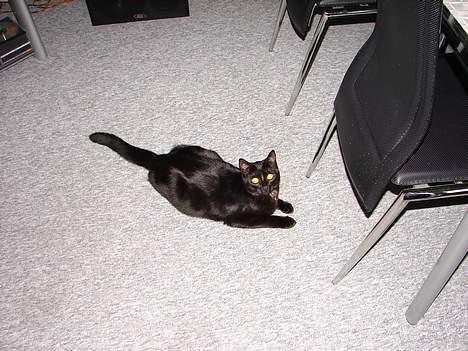 Huskat Garfield billede 1