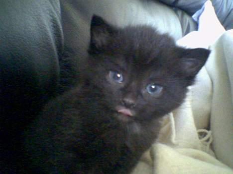 Huskat Garfield billede 2