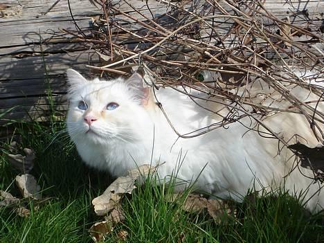 Ragdoll Sir Karmanjaka - Volieren, april 07 billede 1