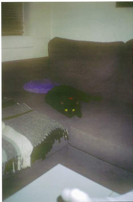 Huskat Garfield billede 3