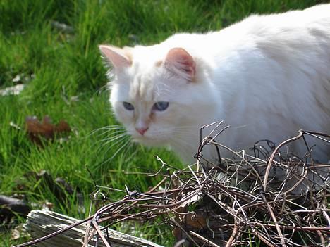 Ragdoll Sir Karmanjaka - Volieren, april 07 billede 2