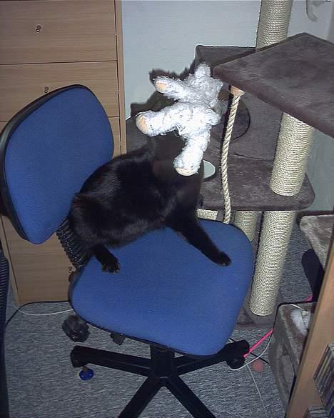 Huskat Garfield billede 4