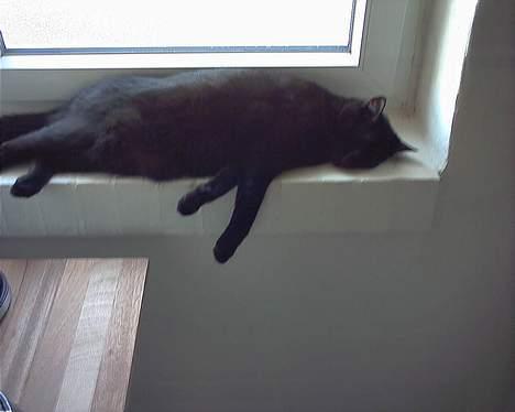 Huskat Garfield billede 5