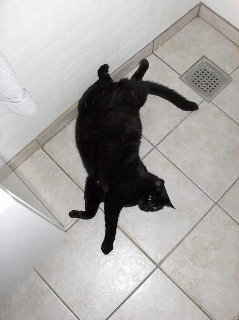 Huskat Garfield billede 6