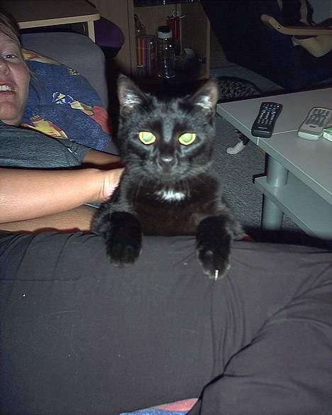 Huskat Garfield billede 7