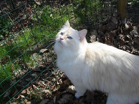 Ragdoll Sir Karmanjaka - Frosties! Vækker en TIGER i dig! billede 3